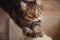 Serious marbled tabby male cat sharpening claws using cat scratcher on floor background at home