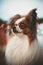 Serious papillon dog vertical portrait with bokeh lights in the background. Epagneul Nain Continental brown and white dog making s