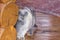 Serious and pensive Blue Scottish Fold cat standing near log wall on a porch of a house and looking somewhere