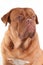 Serious puppy of dogue de bordeaux looking aside