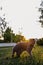 Serious scared Grey Scottish-fold shorthair fluffy cat on leash with orange eyes walking on green grass in evening sunlight. Warm