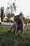 Serious scared Grey Scottish-fold shorthair fluffy cat on leash with orange eyes walking on green grass in evening sunlight. Warm