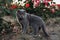 Serious scared Grey Scottish-fold shorthair fluffy cat on leash with orange eyes walking on green grass in evening sunlight. Warm