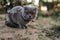 Serious scared Grey Scottish-fold shorthair fluffy cat on leash with orange eyes walking on green grass in evening sunlight. Warm