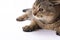 Serious Scottish fold brown cat with big brown eyes lies on a white background