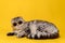 Serious Scottish Fold cat in sunglasses lies on a yellow background. Lifestyle.