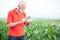 Serious senior, gray haired, agronomist or farmer in red shirt examining corn seeds with the magnifying glass