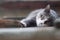 Serious tired cat lies on the roof, portrait of a pet, domestic animals lifestyle