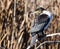 Serious white-breasted Cormorant