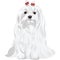 Serious white dog Maltese breed sitting