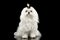 Serious White Maltese Dog Sitting, Looking in Camera Black isolated