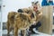 Serious young adult blond caucasian woman preparing her older mix-breed dog for a veterinary check up. Vet office. Full