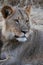 Seriouse colored lion in Kalahari desert