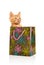Seriously glamorous little red kitten sitting in flowered green, pink and blue shopping bag