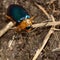 Sermylassa halensis beetle