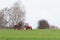 Serock, Poland - April 3, 2021: Horse on a trailer behind an old tractor on a country road against the background of spring green