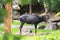 A serow, Species of goat-antelope native to mountain forests in