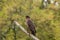 Serpent eagle bird looking for the food in the bandipur forest area with awesome background