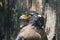 Serpent Eagle, Crested Serpent Eagle Spilornis cheela sitting in the branch with wood background.