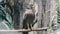 Serpent Eagle, Crested Serpent Eagle Spilornis cheela sitting in the branch with wood background.