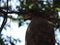 A Serpent Eagle in Wilpattu National Park, Sri Lanka