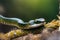 Serpentine Elegance: Close-Up Photo of a Coiled Snake, Scales Glistening with Morning Dew, Eyes Sharply in Focus