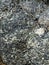 serpentine peridotite