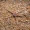 Serpentâ€™s table brittle star, Ophiura albida. Loch Carron, Scotland