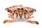 Serra ted mud crab on white background