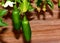 Serrano Chili Pepper, Capsicum annuum Serrano