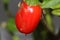 Serrano Chili Pepper, Capsicum annuum Serrano