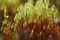 Serrate Dung Moss close up