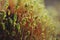 Serrate Dung Moss flower closeup with raindrops