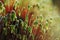 Serrate Dung Moss flower closeup with raindrops
