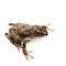 Serrate-legged small treefrog, Kurixalus odontotarsus, on white