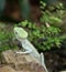Serrated basilisk lizard