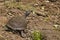 Serrated hinged terrapin, Pelusios sinuatus, in Meru National Park in Kenya.