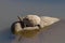 Serrated hinged terrapin Pelusios sinuatus sitting alone on a rock in a river