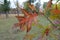 Serrated leaf of red oak