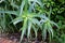 Serrated Leaf Succulent Plant