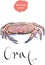 Serrated mud crab