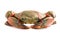 Serrated mud crab, Mangrove crab, Black crab, Giant mud crab