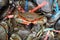 Serrated Mud Crab is tied with straw rope. Scylla serrata, Black Crab, Mangrove Crab.