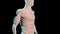 Serratus anterior muscles anatomical position on human body