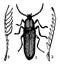 Serricorn Beetle, vintage illustration