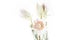 Serruria florida or Pride of Franschhoek flower on white