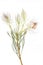 Serruria florida or Pride of Franschhoek flower on white