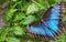 The Sertoma Butterfly House and Marine Cove in Sioux Falls, South Dakota is a Year-Round Tropical oasis with indoor garden