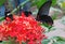 The Sertoma Butterfly House and Marine Cove in Sioux Falls, South Dakota is a Year-Round Tropical oasis with indoor garden