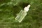 Serum glass bottle on cactus leaf with water drops